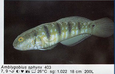 Amblygobius sphynx